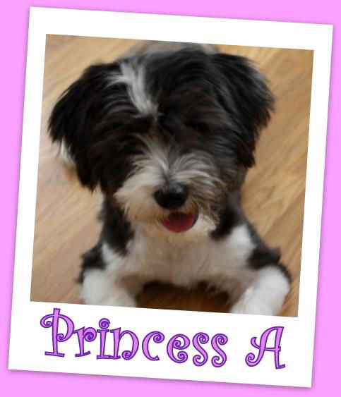 PrincessAshland (ADOPTION PENDING)