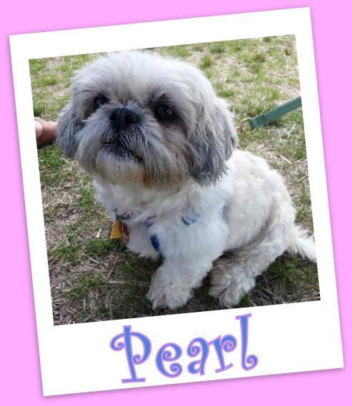 Pearl (ADOPTION PENDING)