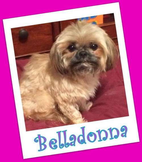 Belladonna (ADOPTION PENDING)