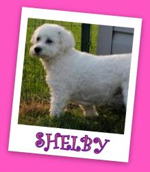 Shelby Franklin (ADOPTION PENDING)