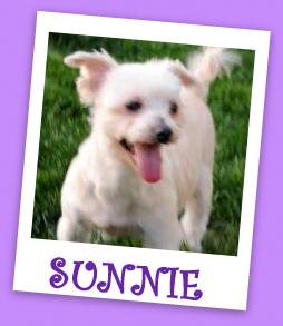 Sunnie (ADOPTION PENDING)