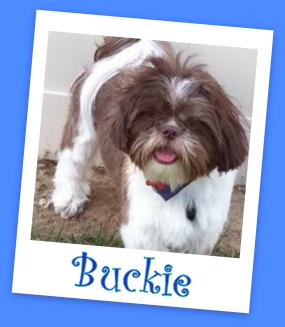 Buckie (ADOPTION PENDING)