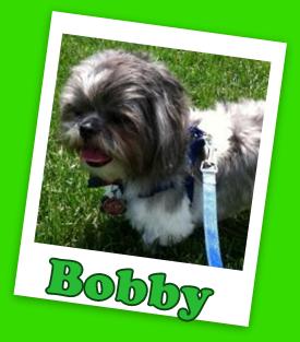 Bobby (ADOPTION PENDING)