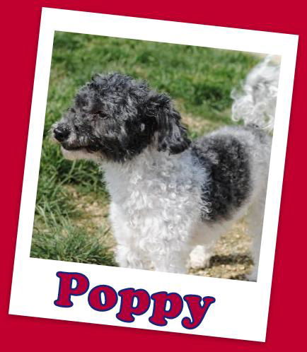 Poppy (adoption pending)