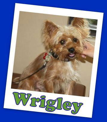 Wrigley Franklin (ADOPTION PENDING)