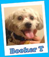 Booker T (ADOPTION PENDING)