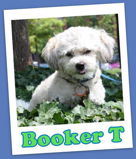 Booker T (ADOPTION PENDING)