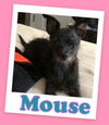 Mouse Franklin (ADOPTION PENDING)