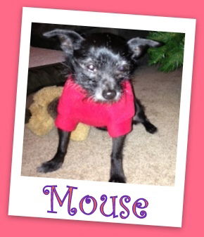 Mouse Franklin (ADOPTION PENDING)