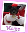 Mouse Franklin (ADOPTION PENDING)