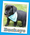 Buckeye (ADOPTION PENDING)