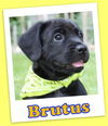 Brutus Gus