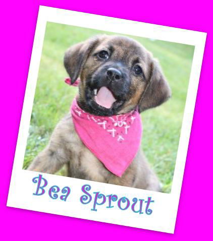 Bea Sprout Princess puppy 3 (ADOPTION PENDING)