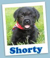 Shorty (ADOPTION PENDING)