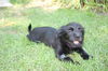 Shorty (ADOPTION PENDING)