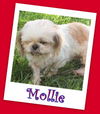 Mollie (ADOPTION PENDING)