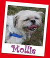 Mollie (ADOPTION PENDING)