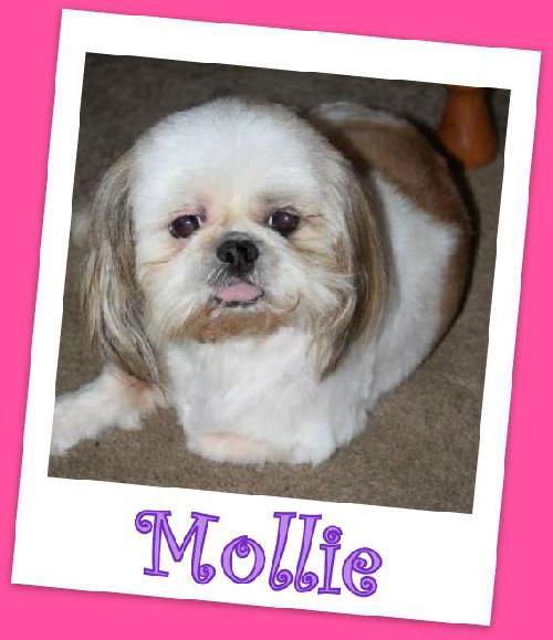 Mollie (ADOPTION PENDING)