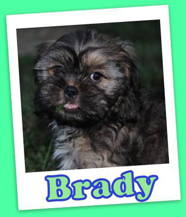 Brady (ADOPTION PENDING)