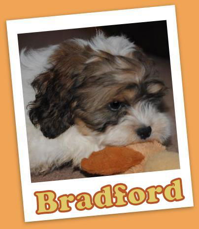 Bradford (ADOPTION PENDING)