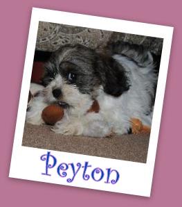 Peyton (ADOPTION PENDING)