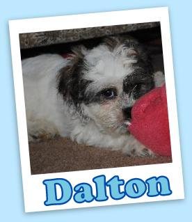 Dalton (ADOPTION PENDING)