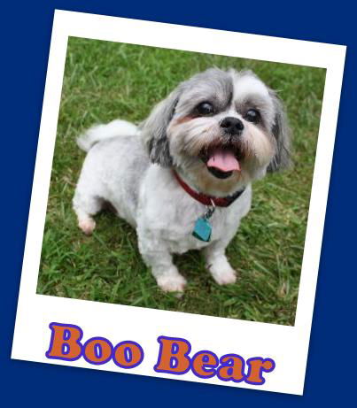 Boo Bear (ADOPTION PENDING)