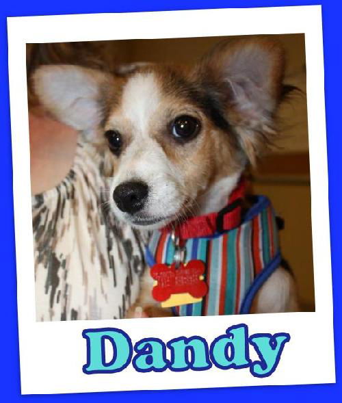 Dandy Franklin (ADOPTION PENDING)