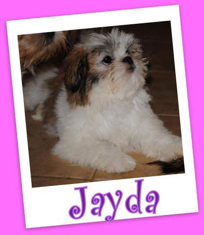 Jayda (ADOPTION PENDING)