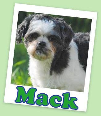 Mack (ADOPTION PENDING)