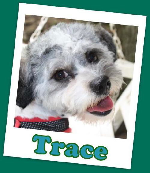 Trace Franklin(ADOPTION PENDING)