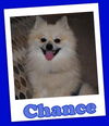 Chance (ADOPTION PENDING)