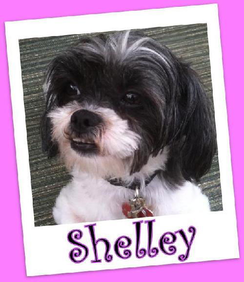 Shelley Franklin (ADOPTION PENDING)