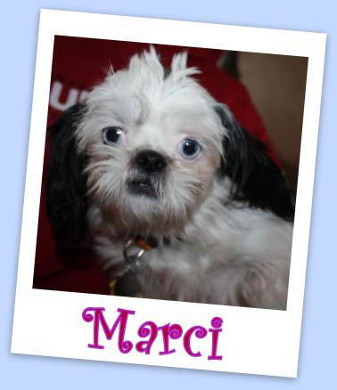 Marci (ADOPTION PENDING)