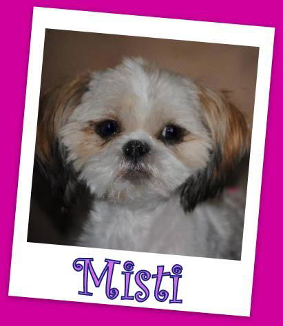 Misti (ADOPTION PENDING)