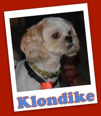 Klondike (ADOPTION PENDING)