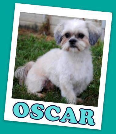 Oscar the Tzu (ADOPTION PENDING)