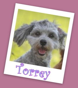 Torrey Franklin(ADOPTION PENDING)