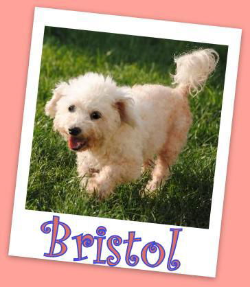 Bristol Delaware(ADOPTION PENDING)