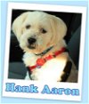 Hank Aaron (ADOPTION PENDING)