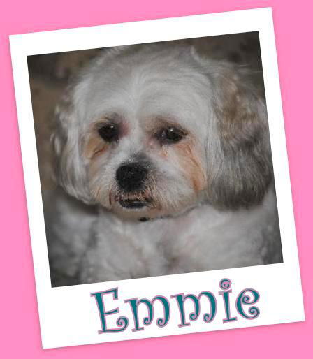 Emmie (Adoption Pending)