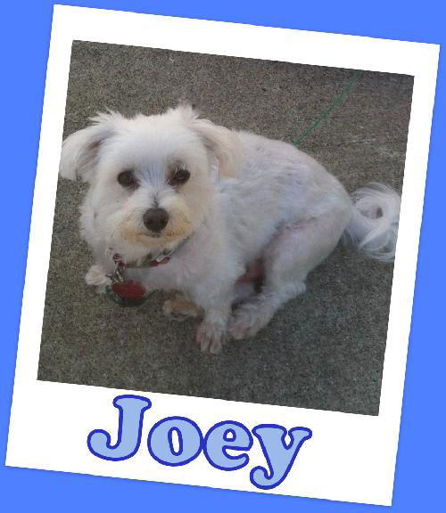 Joey 2013 (ADOPTION PENDING)