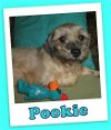 Pookie Franklin (ADOPTION PENDING)