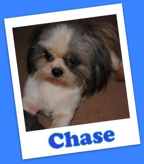 Chase Franklin (Adoption Pending )