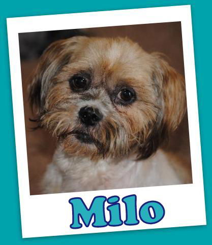 Milo (ADOPTION PENDING)