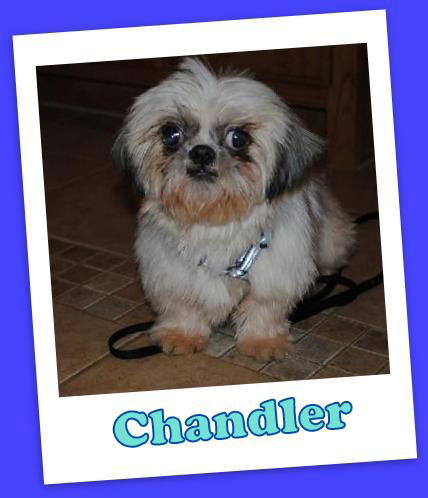 Chandler Clermont (ADOPTION PENDING)