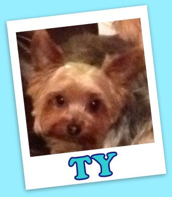 Ty (ADOPTION PENDING)