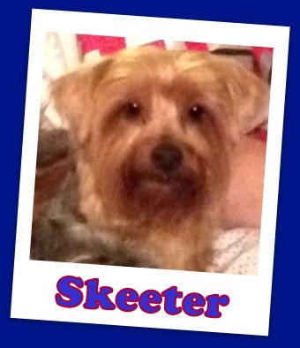 Skeeter (ADOPTION PENDING)