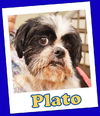 Plato Anderson (ADOPTION PENDING)