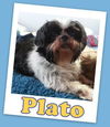 Plato Anderson (ADOPTION PENDING)